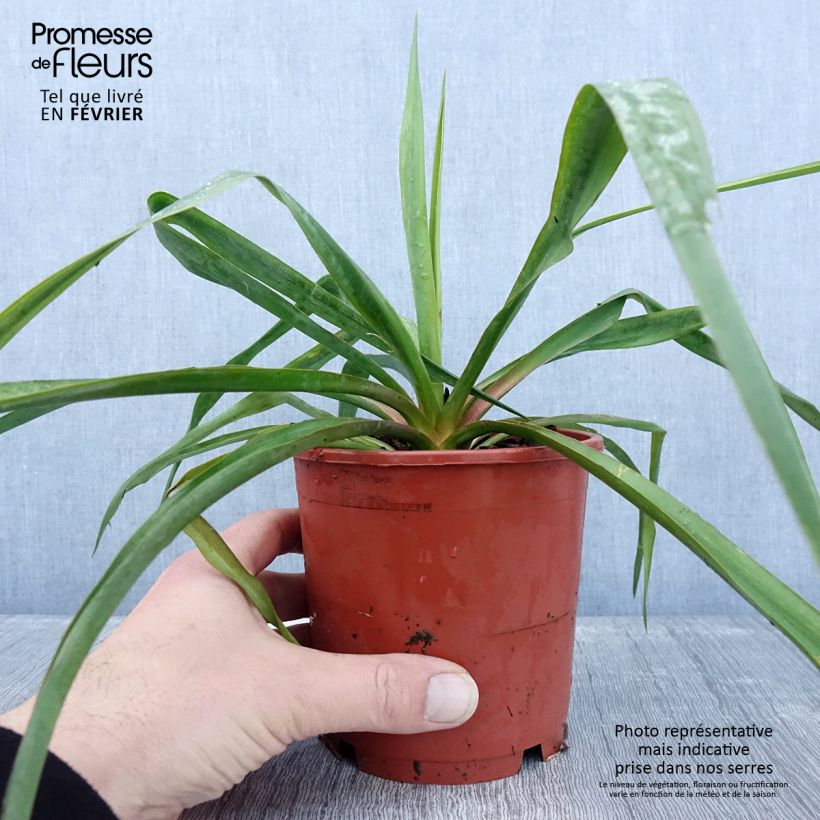 Yucca filamentosa - Pot de 1L/1,5L Ejemplar entregado en invierno