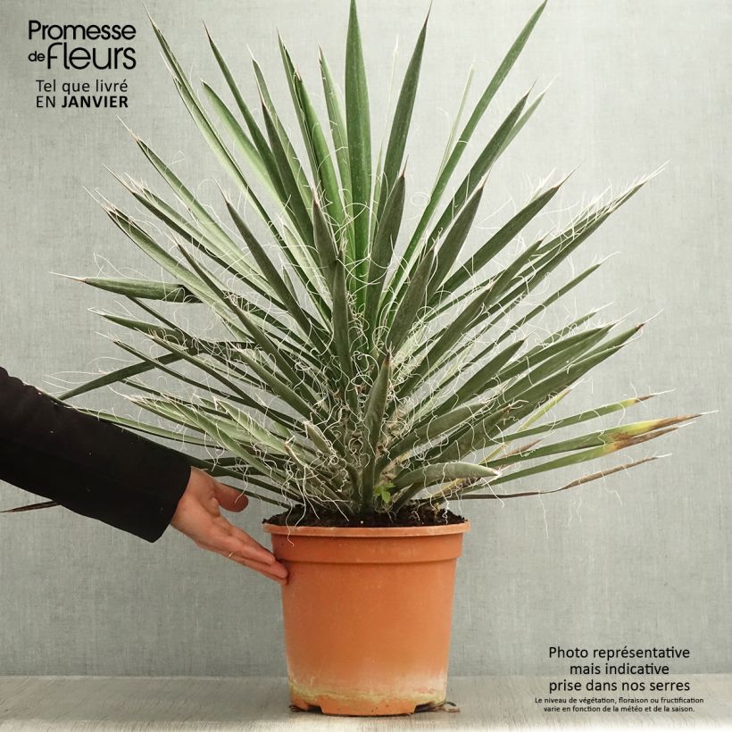 Yucca filifera - Yucca filifère Pot de 7,5L/10L Ejemplar entregado en invierno