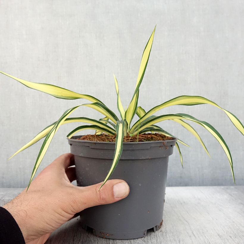 Ejemplar de Yucca gloriosa Variegata - Dague espagnole pot de 2L/3L entregado en otoño