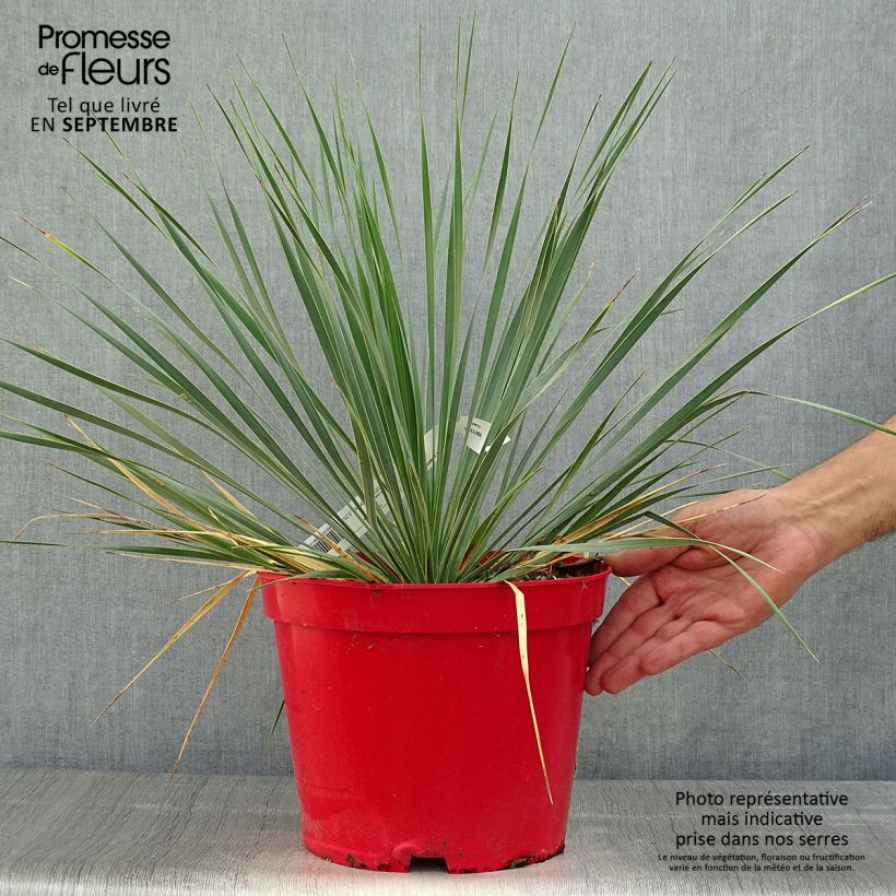 Ejemplar de Yucca rostrata en pot de 7L entregado en otoño