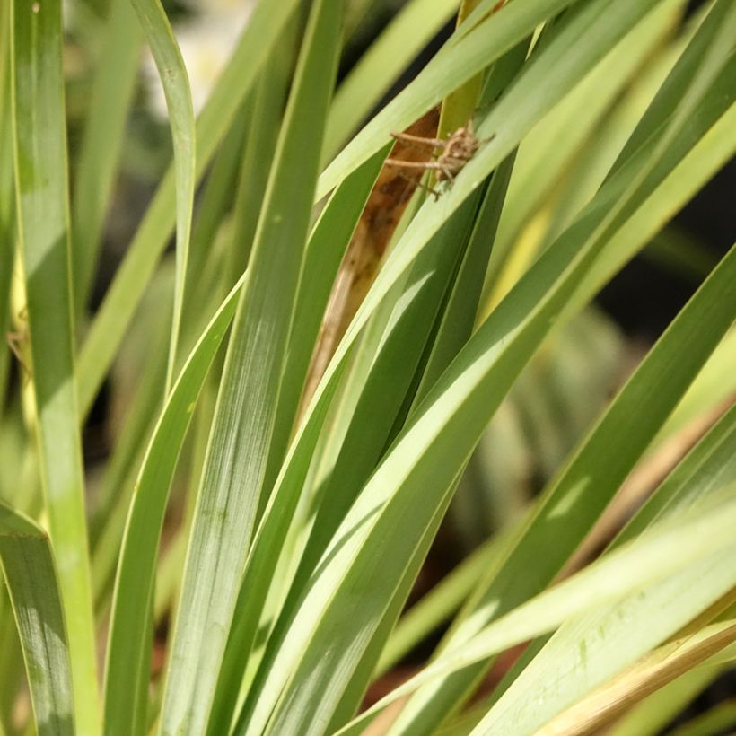 Yucca rostrata Sapphire Skies - Yuca rostrata (Follaje)