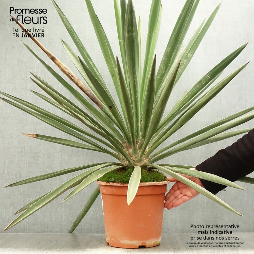 Yucca torreyi - Yucca de Torrey Pot de 7,5L/10L Ejemplar entregado en invierno