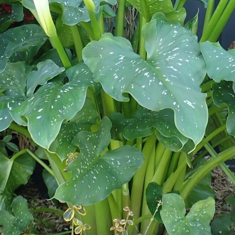 Zantedeschia aethiopica Himalaya - Cala (Follaje)