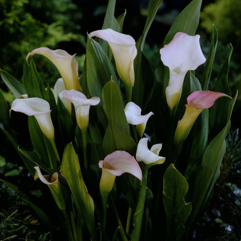 Cala Crystal Blush (Floración)