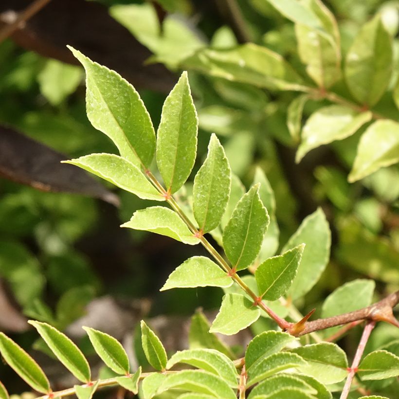 Zanthoxylum americanum - Fresno espinoso (Follaje)