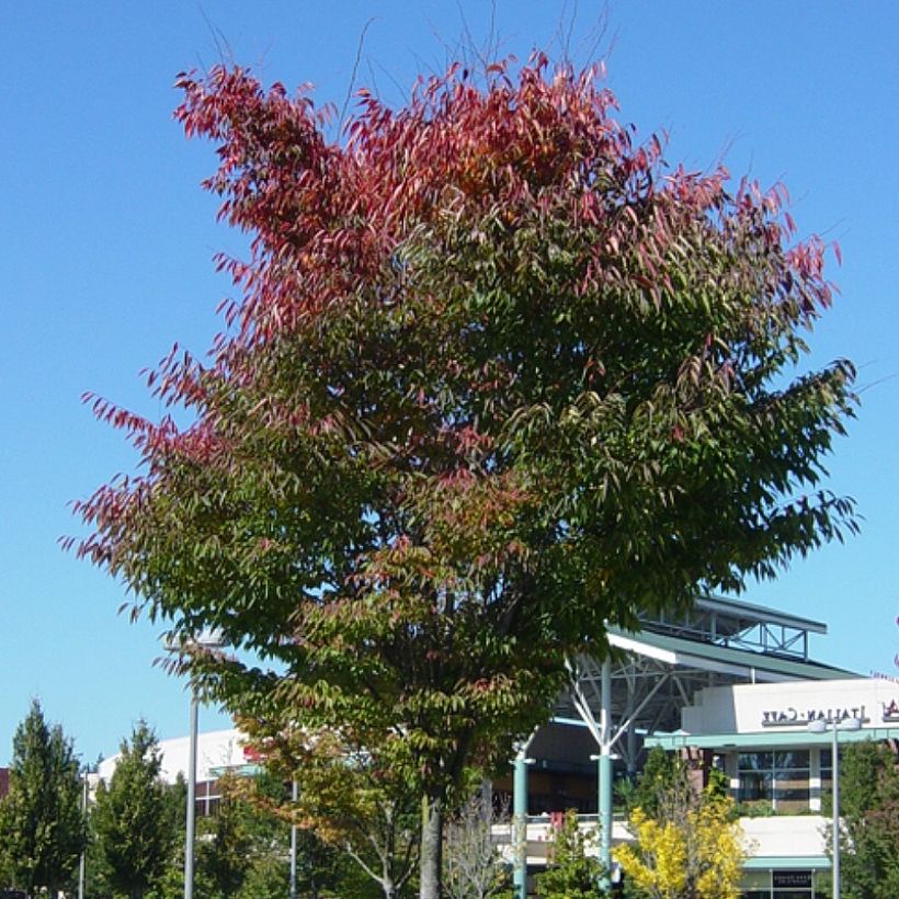 Zelkova serrata Green Vase (Porte)