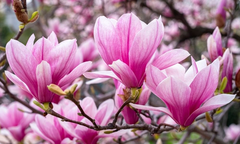 Descubre los arbustos de floración primaveral más bonitos para decorar tu jardín.