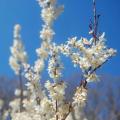 Abeliophyllum - Forsythia coreana