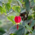 Abutilon - Farolito japonés