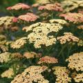 Milenrama - Achillea millefolium