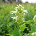 Agastaches de flores blancas