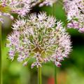 Allium - Ajo ornamental