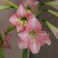 Amaryllis de flores simples