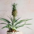 Plantas de Piña