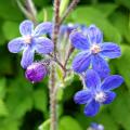 Anchusa - Buglosa