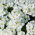 Arabis