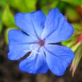 Arbustos de flores azules