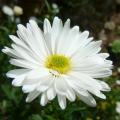 Ásteres de flores blancas