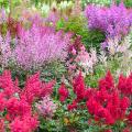 Astilbes por color de flores