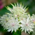 Astrancias de flores blancas