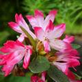 Azaleas japonesas