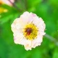 Geum de flores blancas