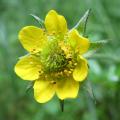 Geum de flores amarillas