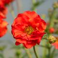 Geum de flores rojas