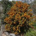 Berberis silvestres