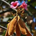 Brachychiton - Arbre Bouteille