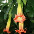 Brugmansia - Trompetero