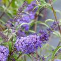 Buddleia - Árbol de las mariposas