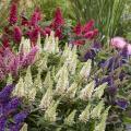 Buddleias por color de flores