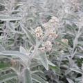 Árboles de las mariposas perennes