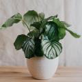 Calathea - Calatea