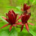 Calycanthus - Árbol de las anémonas