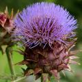 Cardos - Cynara cardunculus