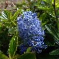 Ceanothus - ceanotos (Lilo de California)