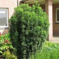 Cephalotaxus - Tejo de Hokkaido