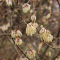 Chimonanthus - Macasar