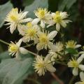 Clematis Vitalba - Clemátides  vitalba