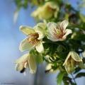 Clematis de floración invernal