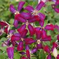 Clematis flammula