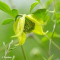 Clematis tangutica - Clemátides tangutica