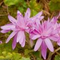 Colchicum - Azafrán de otoño