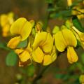 Coronilla