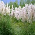 Cortaderia - Plumero de la Pampa