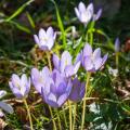 Crocus de otoño