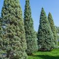 Cupressus (Ciprés)