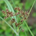 Cyperus - Planta paraguas, papiro